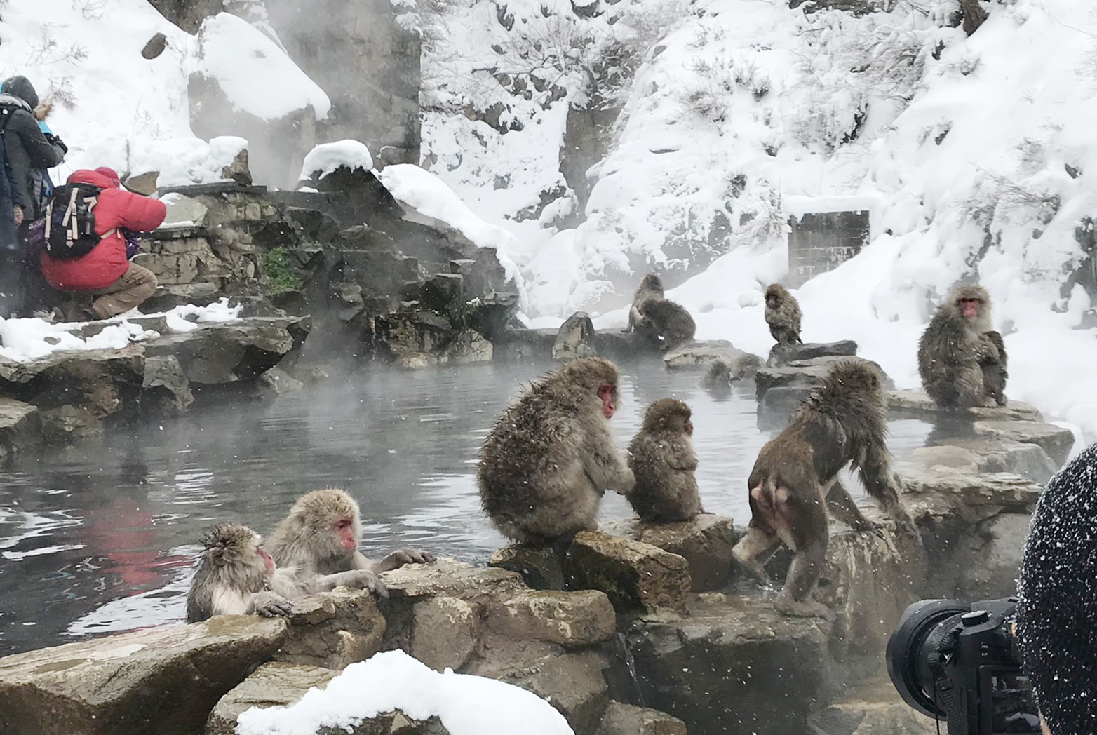 雪に囲まれた露天風呂で、複数のニホンザルがくつろいでいる様子