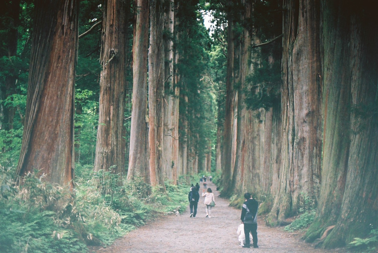 戸隠神社へ続く杉並木の参道を、数人の観光客が歩いている風景